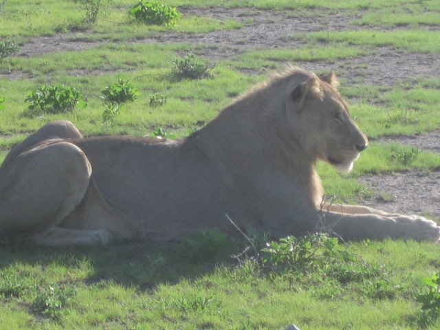 Etosha 363.jpg